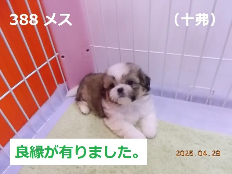 388 メス 十弗（とおふつ）