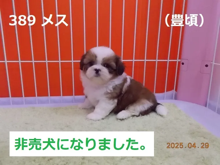 389 メス 豊頃（とよころ）