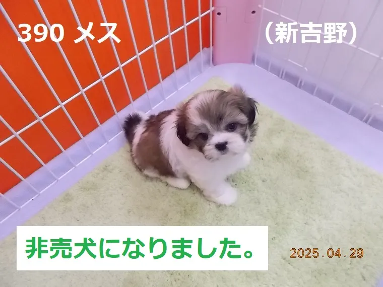 390 メス 新吉野（しんよしの）