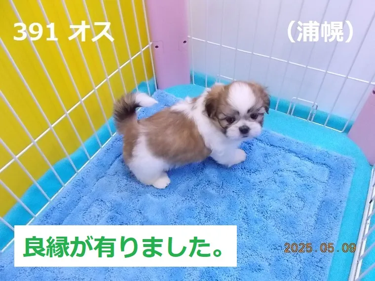 391 オス 浦幌（うらほろ）