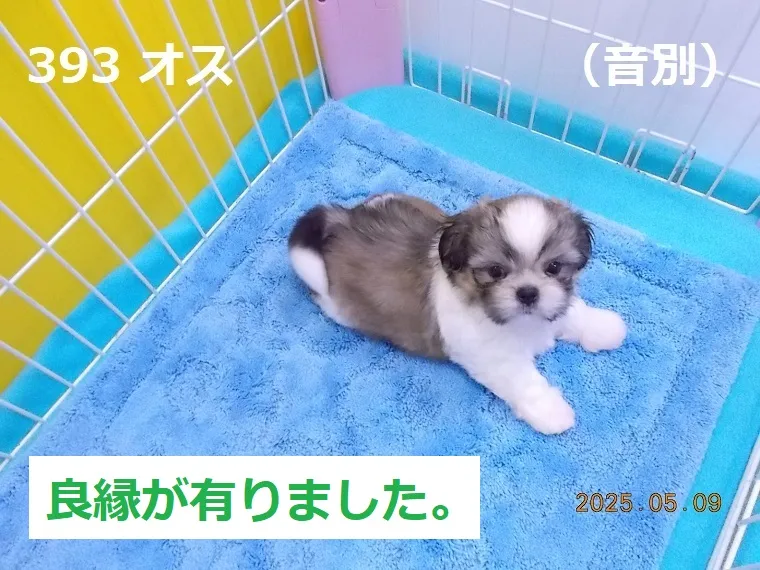 393 オス 音別（おんべつ）