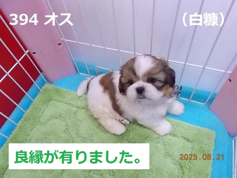 394 オス 白糠（しらぬか）