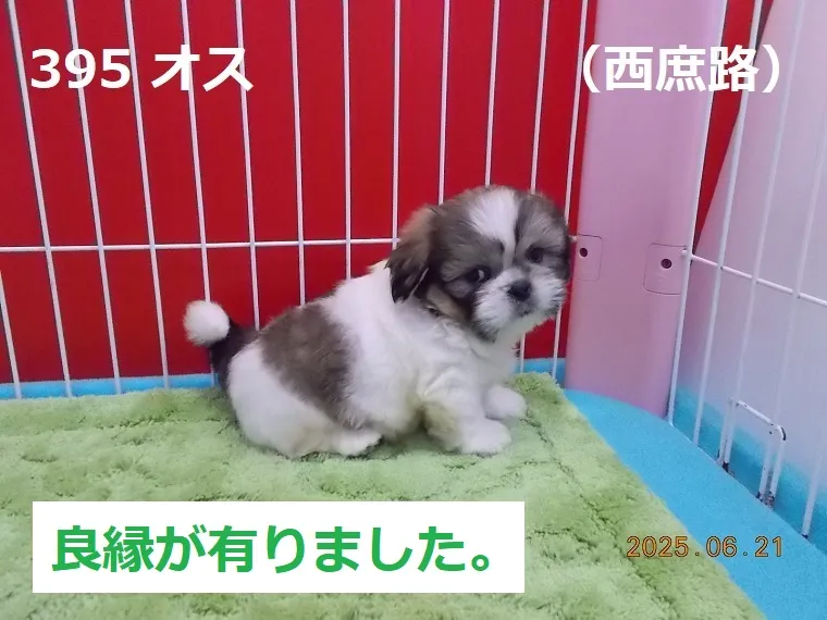 395 オス 西庶路（にししょろ）