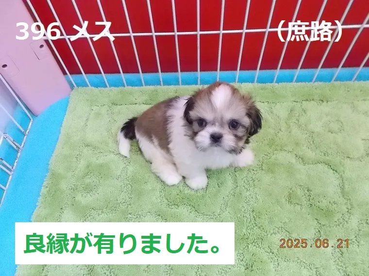 396 メス 庶路（しょろ）