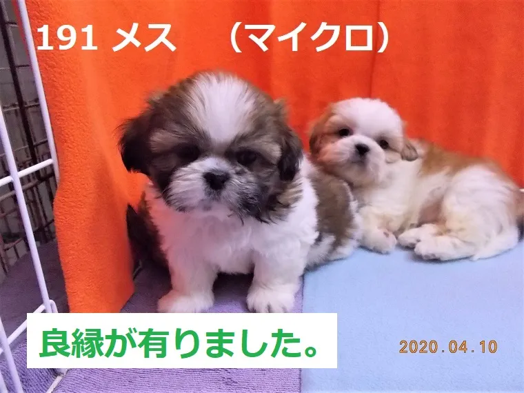 191 メス マイクロ