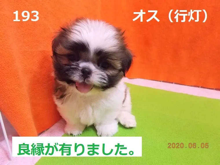 193 オス 行灯（あんどん）