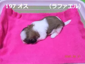 左向きラファエル