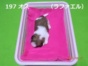 かごラファエル