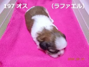 右向きラファエル