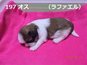 左側ラファエル