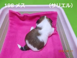 後ろ向きサリエル