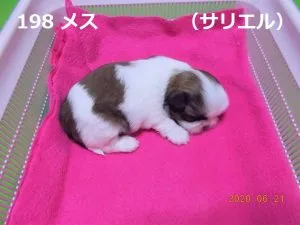 右向きサリエル