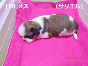 左向きサリエル