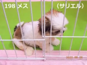 横向きサリエル