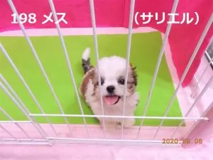 上向きサリエル