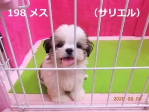 前向きサリエル