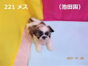 伏せ小