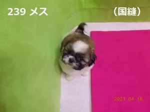 お座り