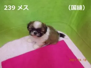 角お座り