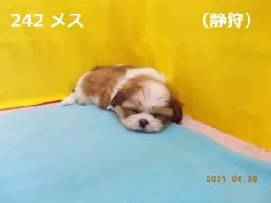 眠い