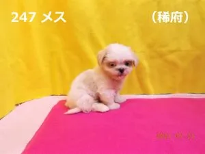 お座り