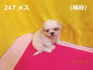 左角お座り