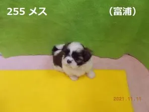 あい