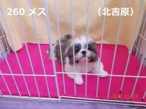 ふせ