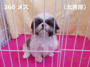 おすわり