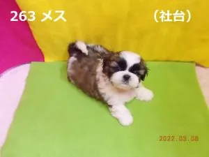 伏せ
