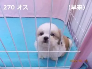お座り