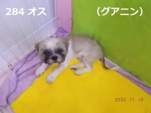 グアニン丸刈り