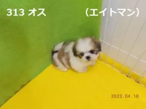 エイトマンアイ