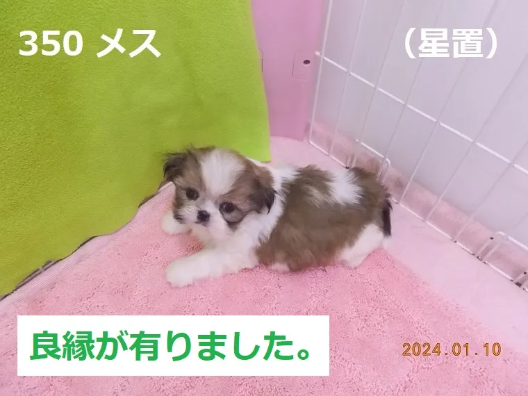 350 メス 星置（ほしおき）