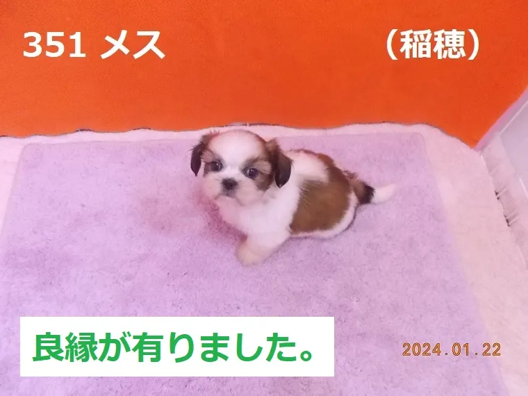 351 メス 稲穂（いなほ）