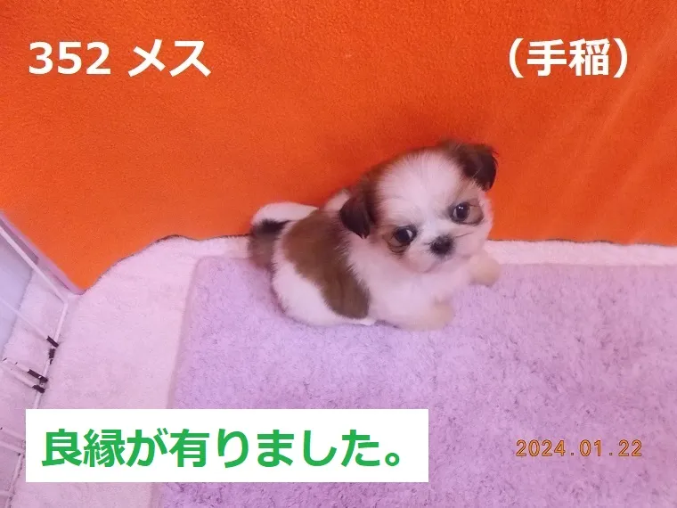 352 メス 手稲（ていね）
