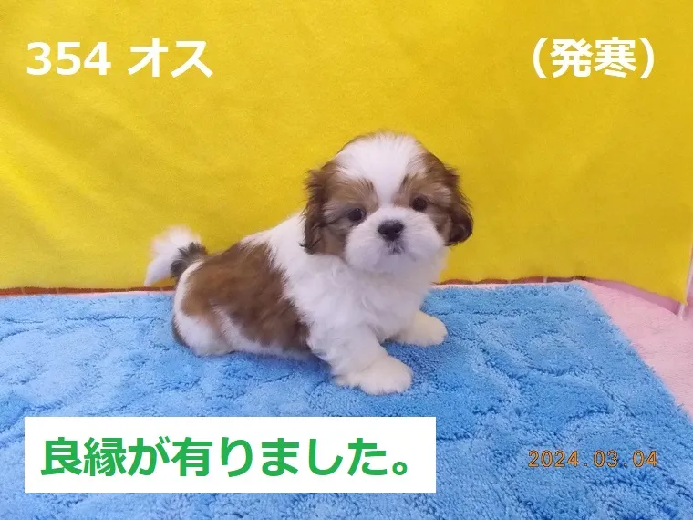 354 オス 発寒（はっさむ）