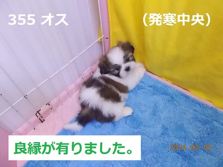 355 オス 発寒中央（はっさむちゅうおう）