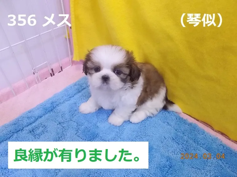 356 メス 琴似（ことに）