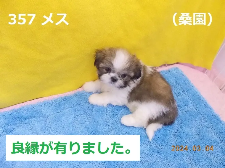 357 メス 桑園（そうえん）