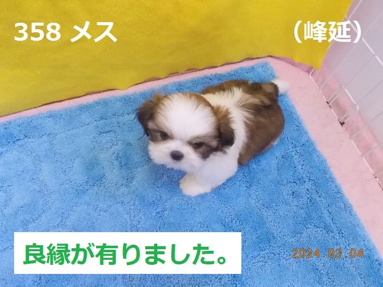 358 メス 峰延（みねのぶ）