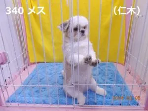 もしもし
