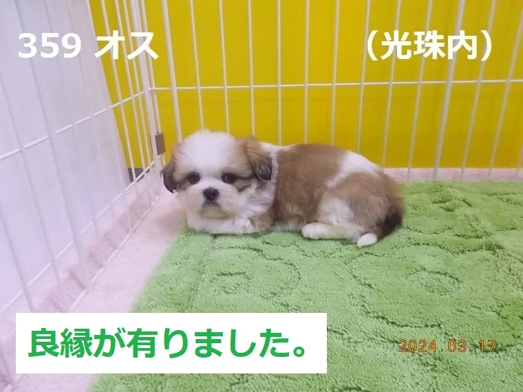 359 オス 光珠内（こうしゅない）