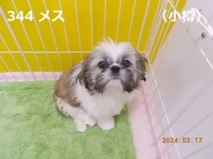 お座り