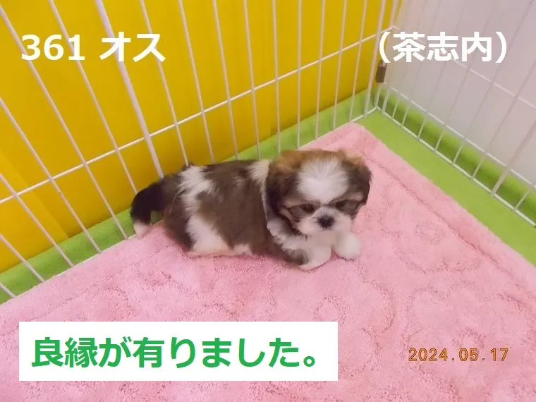 361 オス 茶志内（ちゃしない）