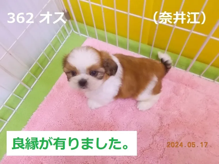 362 オス 奈井江（ないえ）