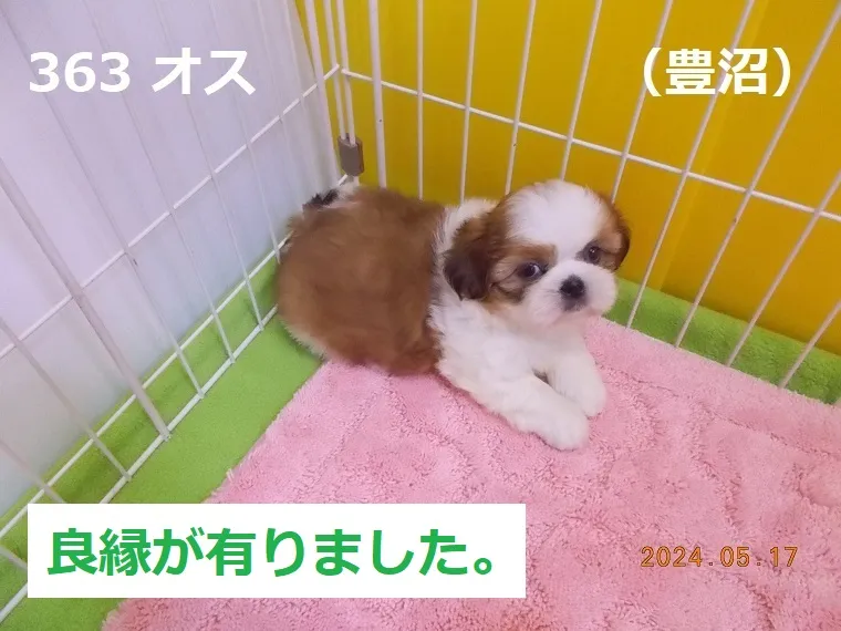 363 オス 豊沼（とよぬま）