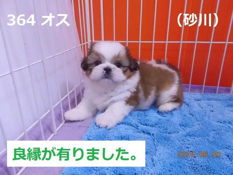 364 オス 砂川（すながわ）