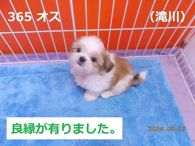 365 オス 滝川（たきかわ）