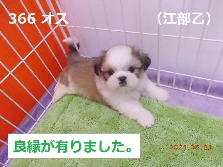 366 オス 江部乙（えべおつ）